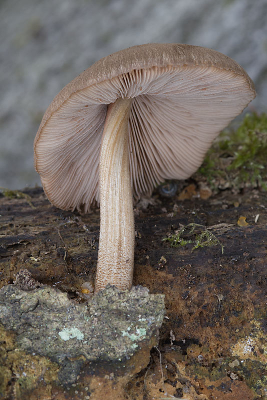 Pluteus plautus